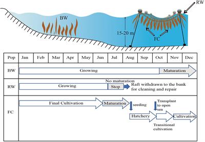 Assessment of the Genetic Connectivity Between Farmed Populations on a Typical Kelp Farm and Adjacent Spontaneous Populations of Saccharina japonica (Phaeophyceae, Laminariales) in China